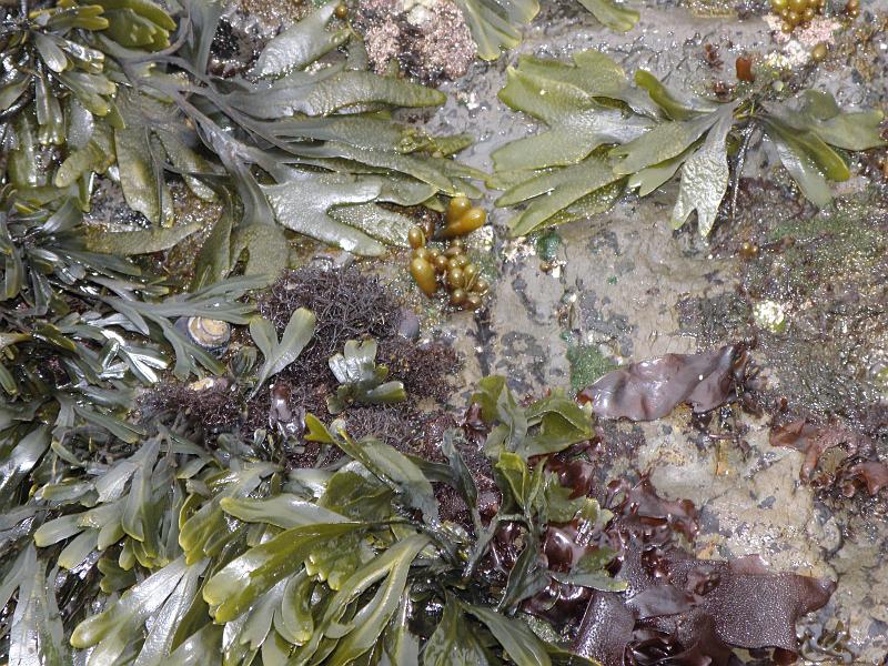 P6182028 Fitzgerald Reserve.JPG